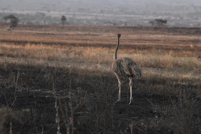 DSC_3732 (Large).JPG